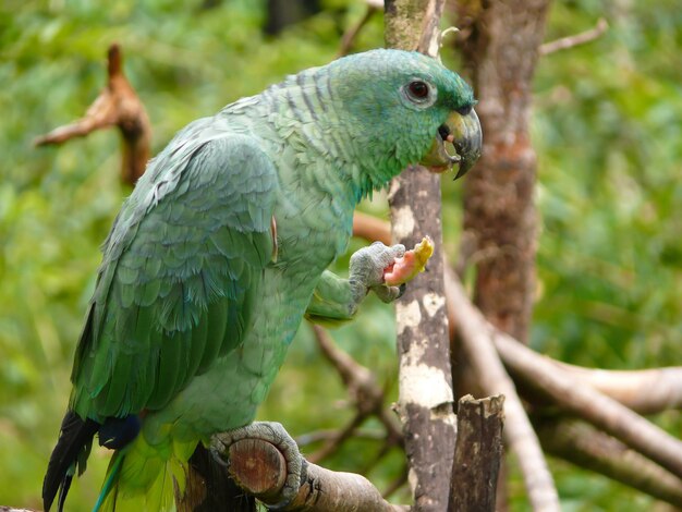 A green parrot