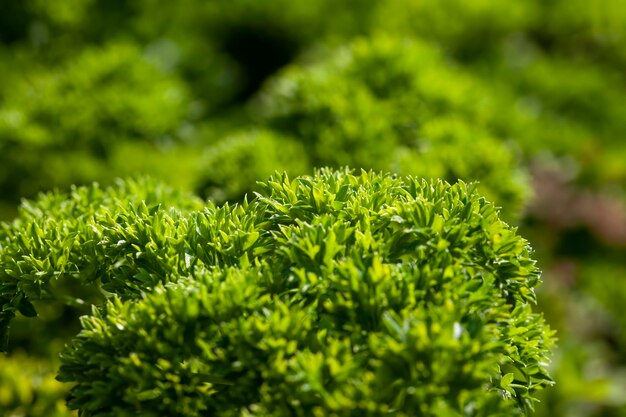 Green parsley on the field in the summer season