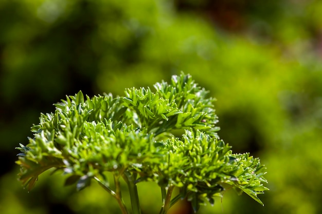 Prezzemolo verde sul campo nella stagione estiva