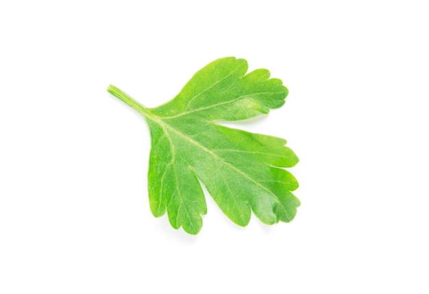 Green parsley leaf on white background Image