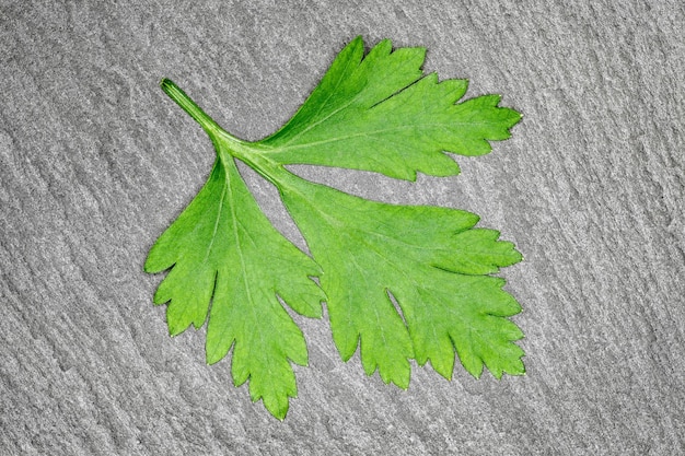 Green parsley leaf whole closeup on slate stone plate dark background