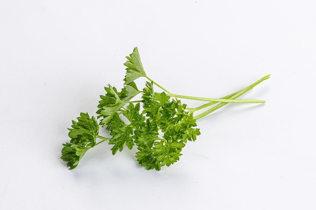 Green parsley leaves aroma heap isolated