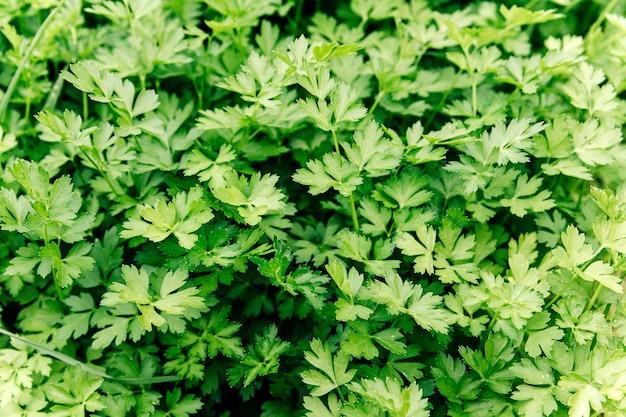 The green parsley plant perrexil Petroselinum crispum Nym Slose up of parsley leaves in parsley farm