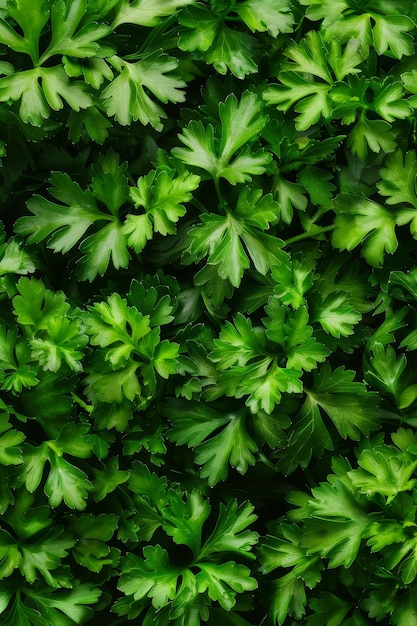 Photo green parsley texture background petroselinum crispum leaves pattern fresh herbal leaves banner