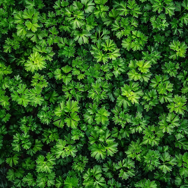Photo green parsley texture background petroselinum crispum leaves pattern fresh herbal leaves banner