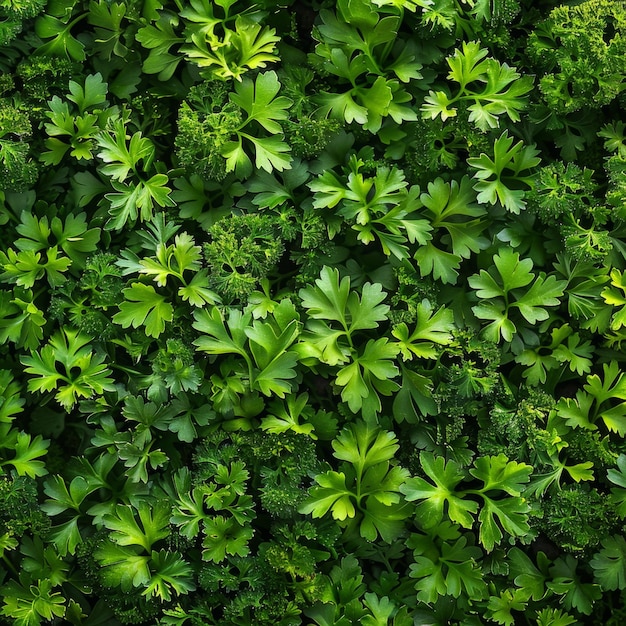 Photo green parsley texture background petroselinum crispum leaves pattern fresh herbal leaves banner