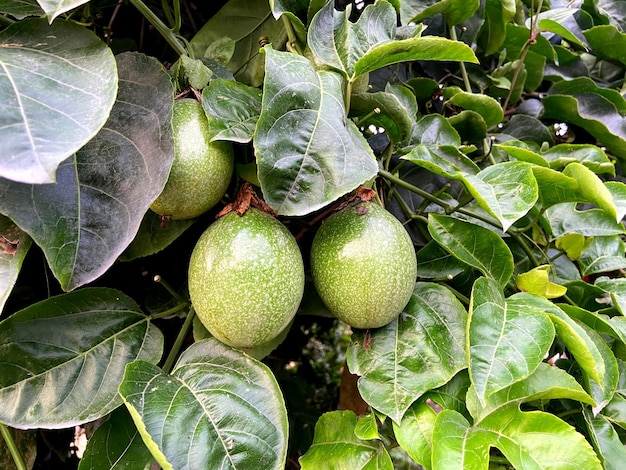 Green passion fruit