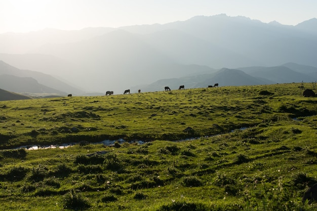 自然の背景として夏の間に山の緑の牧草地