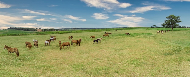 馬の農場の緑の牧草地。田舎の夏の風景。