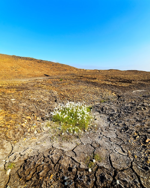 Green patch of cotton grass on the dry rocky hillside.