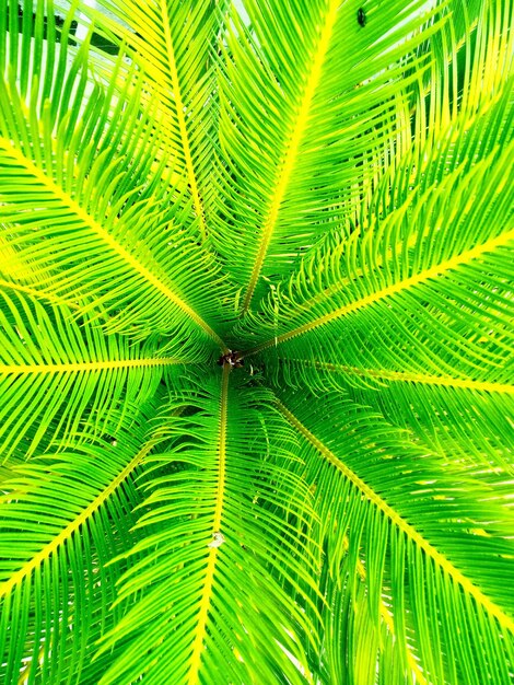 Green patterned palm leaf