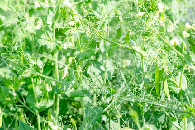 Green Pea plant bloom in the gardenBeautiful natural background