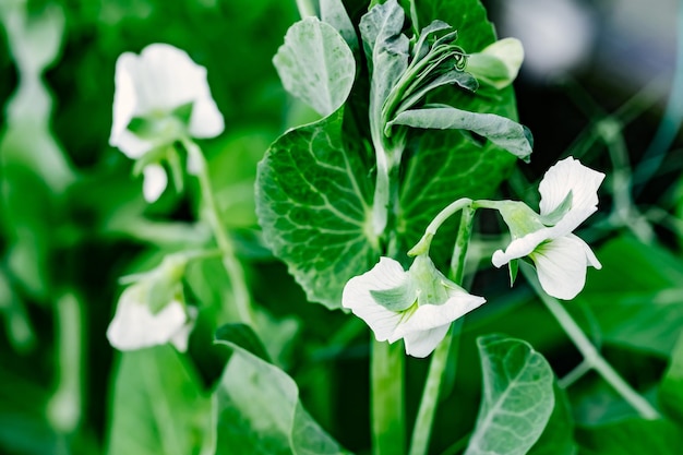 庭に白い花を持つグリーン ピースの植物