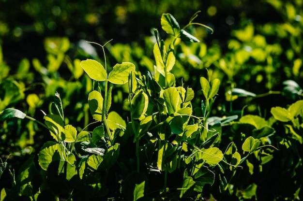 Green pea plants in the ground on the field early hour.