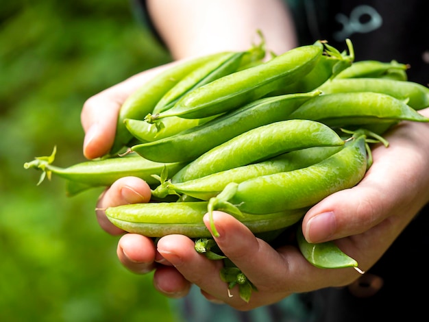 Green pea pods in hand Harvest Concept