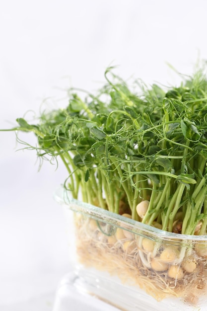 Photo green pea seed sprouts