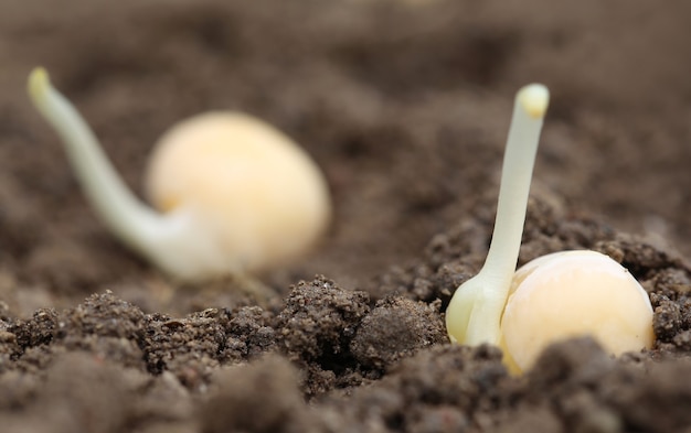 Green pea seedling in fertile soil with selective focus