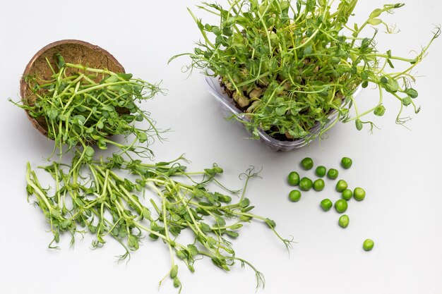 Green pea sprouts and green peas on gray plate. Microgreen pea sprouts in container. Microgreen pea sprouts on table. Grey background. Flat lay.