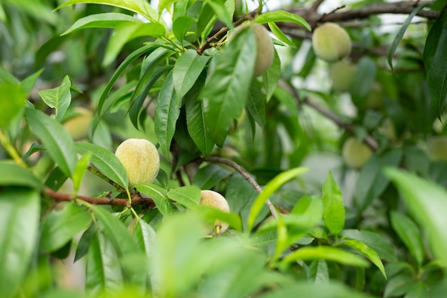 Green peaches green leaves in the orchard in the garden on a sunny summer day