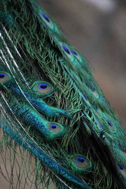 Photo green peacock tail