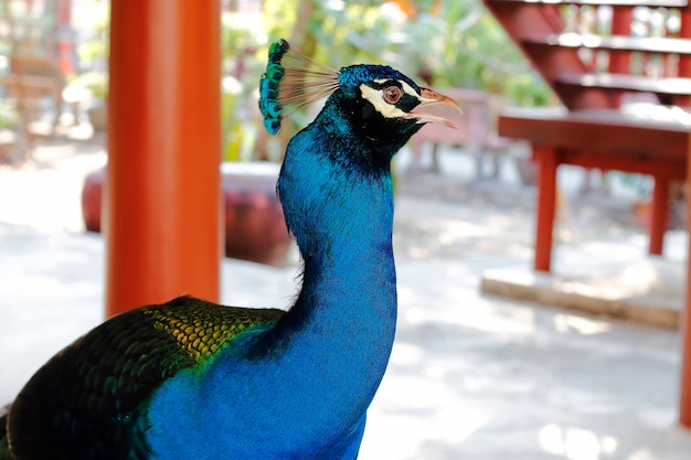 緑のクジャクPavo muticusタイの美しい鳥