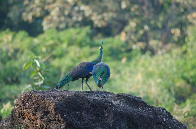 Green peafowl, Peacock in nature