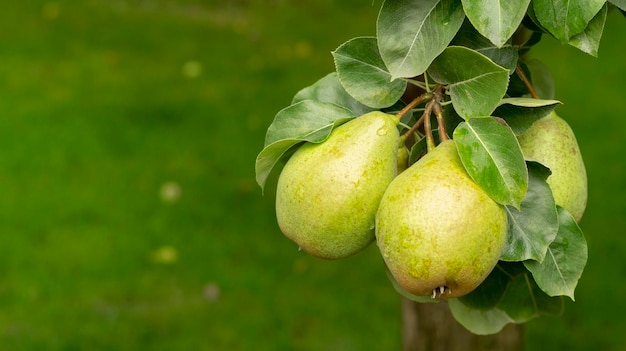 Green pear on the edge of a green branch.