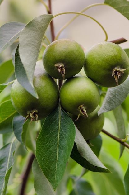 Green pear from branch of the tree