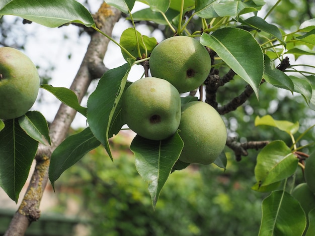 Green pear fruit food