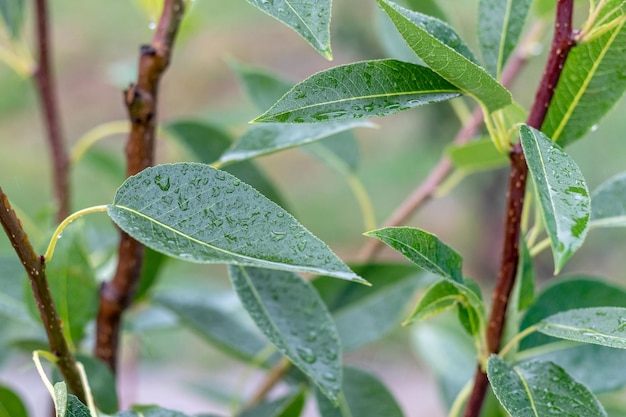 Green pear leaves with raindrops in the garden on a tree