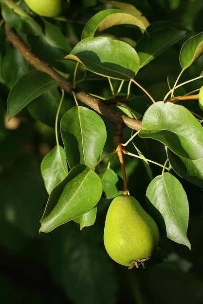 Green pears on a branch in the garden