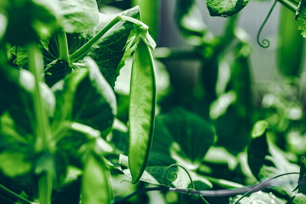 Green peas grow garden Pods of young green peas growing