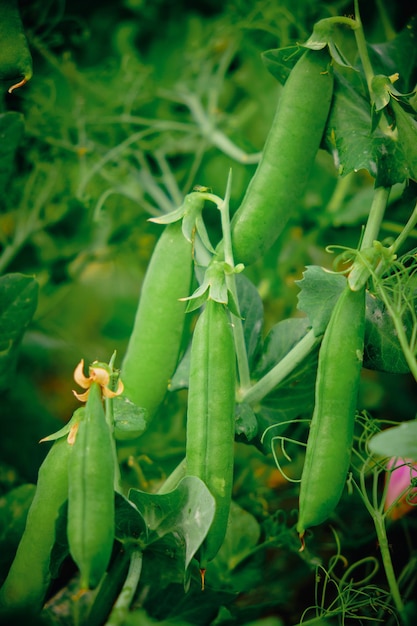 Green peas growing in garden.Gardening and agriculture,green fresh ripe organic peas on branch in garden.