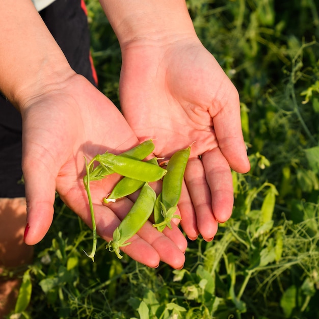 Photo green peas pods of peas pea field