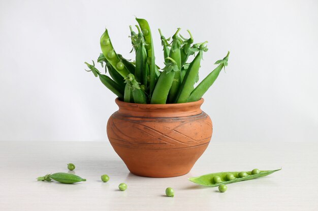 Green peas in pods in a pot