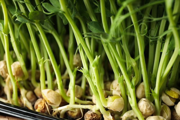 Green peas sprouts on whole background, close up