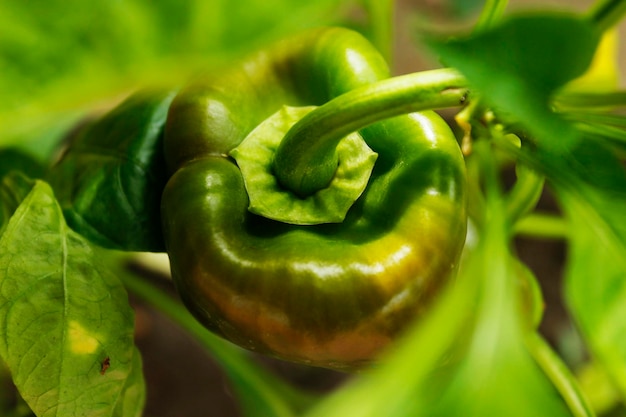 Зеленый перец крупным планом естественный фон фотографии