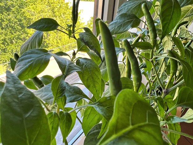 green pepper cultivated in small pots on window sill home gardening concept