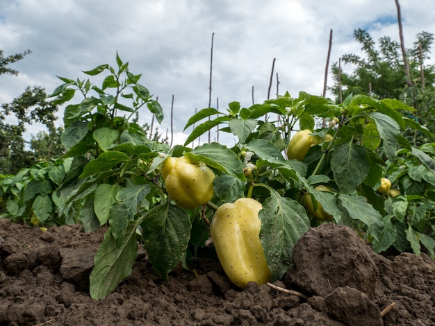 Green Pepper in Garden