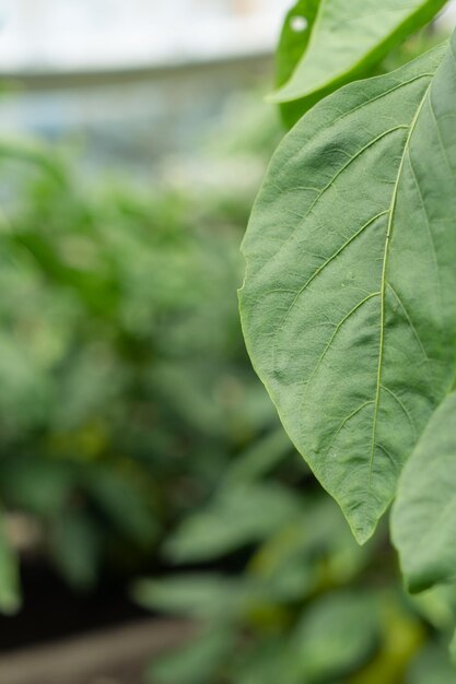 Green pepper plant with fruits