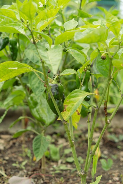 Green pepper plant with fruits