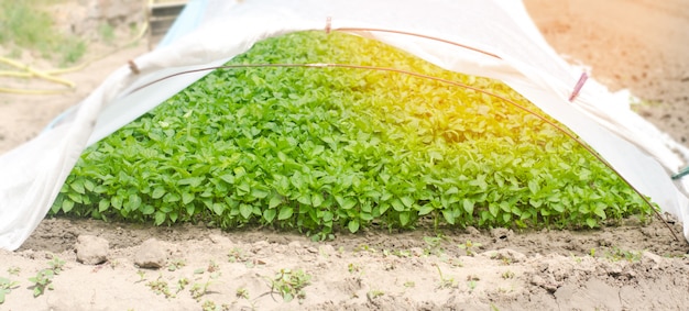 温室内の緑色のペッパー苗、フィールドでの移植の準備、農業、農業