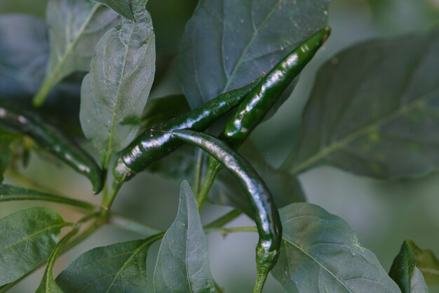 Green pepper