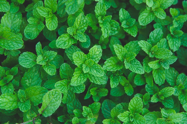 Green peppermint leaves background. Flat lay. Nature background