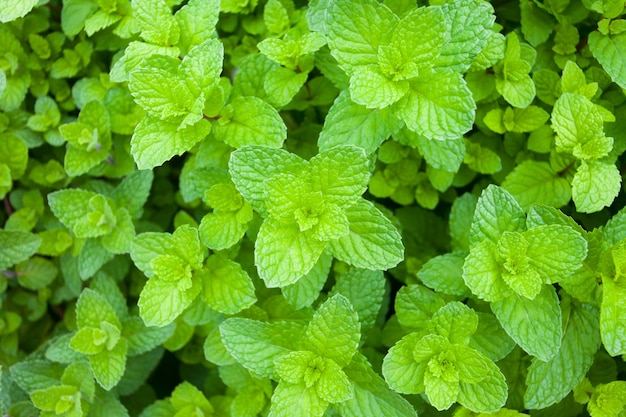 Green peppermint leaves in the vegetable garden