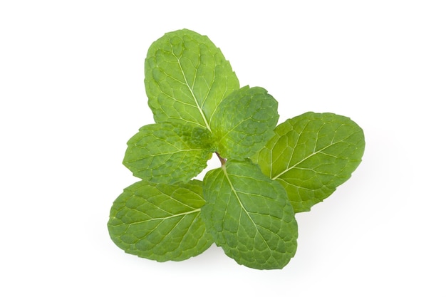 Green peppermint leaves on white background