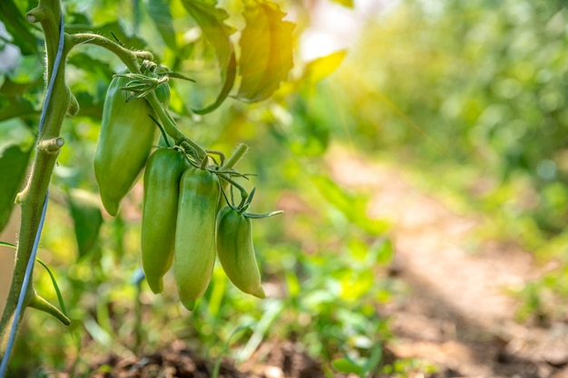 Green peppers in the field in a greenhouse ripen in the sun. copy space