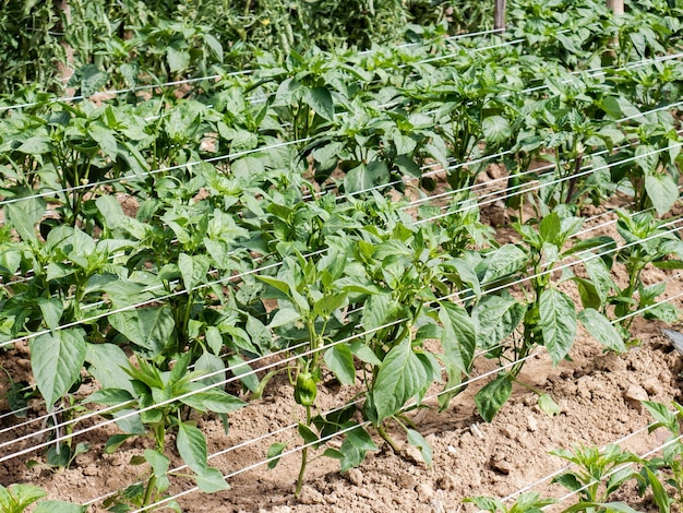Peperoni verdi che crescono su piante di peperone in un orto rurale durante l'estate
