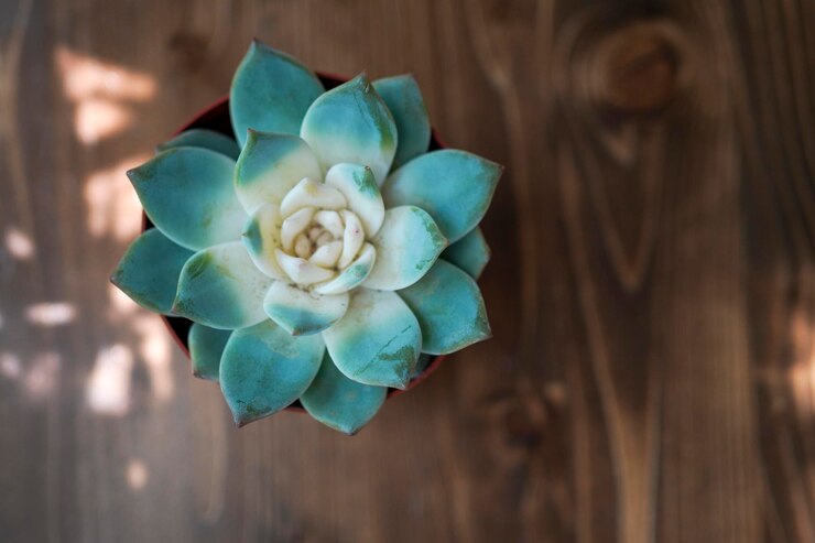 Photo a green perfect and beautiful succulent plant