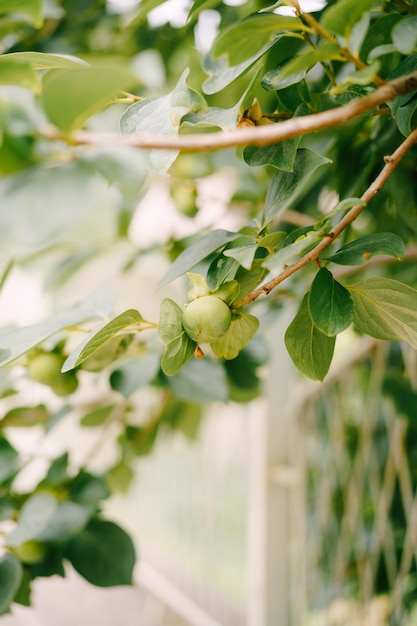 Green persimmon fruit on the branches of the tree